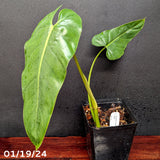 Philodendron dolichogynium (formerly sp macas) - Exact Plant 01/19/24