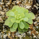 Pinguicula esseriana Mexican butterwort plant