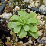 Pinguicula esseriana Mexican butterwort plant