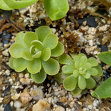  Pinguicula esseriana butterwort, Butterwort, carnivorous plant, gnat eating plant, beginner plant, fungus gnat eating plant, easy to grow, ping, Mexican butterwort, ping plant.