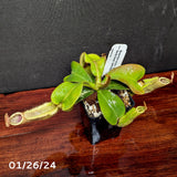 Nepenthes veitchii ((k) x Pink Candy Cane), CAR-0253