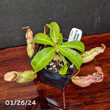 Nepenthes [(Viking x ampullaria) x northiana] x veitchii 'Pink Candy Cane', CAR-0266