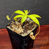 Nepenthes sibuyanensis, BE-3164