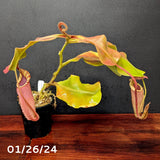 Nepenthes veitchii "Big Mama" x allardii-striped, CAR-0030 - Exact Plant 01/26/24