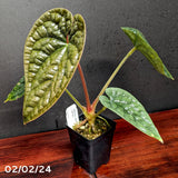 Anthurium crystallinum Dark x luxurians, CAR-0231 - Exact Plant 02/02/24