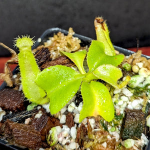 Nepenthes truncata JB x lowii Kinabalu, CAR-0401