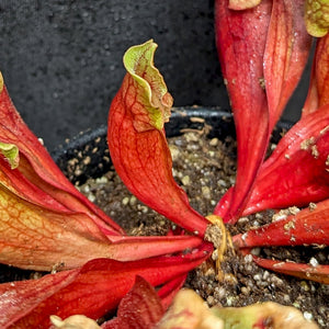 Sarracenia purpurea venosa (TE)