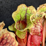 Sarracenia purpurea venosa (TE)