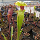 Sarracenia ( x 'Leah Wilkerson' ) x ( x 'Adrian Slack' )