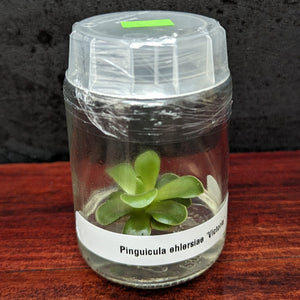 Pinguicula ehlersiae 'Victoria' Butterwort Tissue Culture Flask