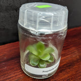 Pinguicula ehlersiae 'Victoria' Butterwort Tissue Culture Flask