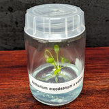 Anthurium moodeanum x veitchii, CAR-0332 Tissue Culture Flask