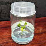 Anthurium moodeanum x veitchii, CAR-0332 Tissue Culture Flask