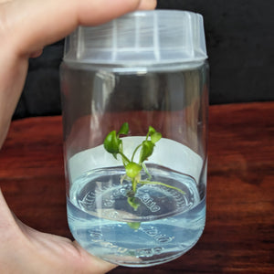 Anthurium moodeanum x veitchii, CAR-0332 Tissue Culture Flask