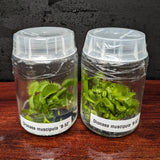 Venus Flytrap - Dionaea muscipula 'B-52' Tissue Culture Flask