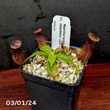 Nepenthes hamata x edwardsiana - Exact Plant 03/01/24