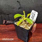 Nepenthes rajah x lowii - Exact Plant 03/01/24