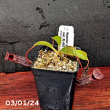 Nepenthes rajah x lowii - Exact Plant 03/01/24