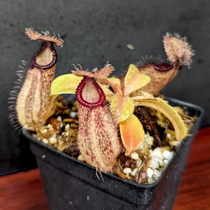 Nepenthes hamata x robcantleyi, BE-3755