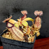 Nepenthes hamata x robcantleyi, BE-3755