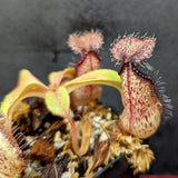 Nepenthes hamata x robcantleyi, BE-3755