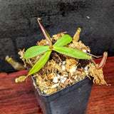 Nepenthes ramispina, CAR-0403