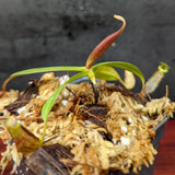 Nepenthes ramispina, CAR-0403