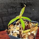 Nepenthes ramispina, CAR-0403