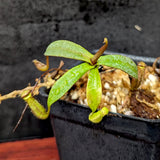 Nepenthes ramispina, CAR-0403