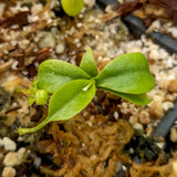 Nepenthes {truncata x [(lowii x veitchii) x campanulata]} x (pelata x tenuis), CAR-0406