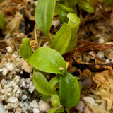 Nepenthes {truncata x [(lowii x veitchii) x campanulata]} x (pelata x tenuis), CAR-0406