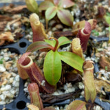 Nepenthes [(lowii x veitchii) x boschiana] x campanulata, CAR-0415