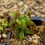 Nepenthes naga x lowii Kinabalu, CAR-0417