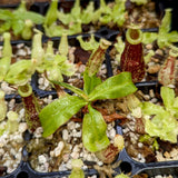 Nepenthes mirabilis var echinostoma x ampullaria 'Black Miracle', CAR-0416