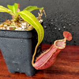 Nepenthes [(Viking x ampullaria) x northiana] x  [(lowii x veitchii) x burbidgeae], CAR-0409