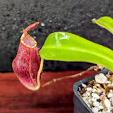 Nepenthes [(Viking x ampullaria) x northiana] x  [(lowii x veitchii) x burbidgeae], CAR-0409