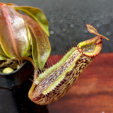 Nepenthes [(Rokko x boschiana) x veitchii] x platychila Drew McClain, CAR-0412