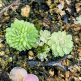 Pinguicula jaumavensis Mexican butterwort plant