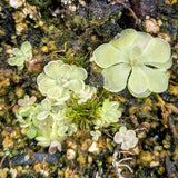 Pinguicula jaumavensis Mexican butterwort plant