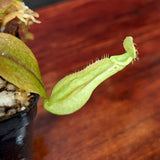 Nepenthes rafflesiana (Leilani x Thick Lip), CAR-0419