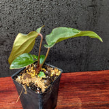 Anthurium Ace of Spades x antolakii (BVEP), CAR-0423