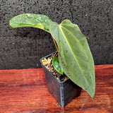 Anthurium Ace of Spades x antolakii (BVEP), CAR-0423