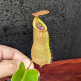 Nepenthes truncata (d) x veitchii 'Cobra', CAR-0422