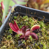 Venus Flytrap- Dionaea muscipula 'Red Dentate'