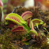 Venus Flytrap- Dionaea muscipula 'Dracula' (Trev's)