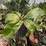 Nepenthes [(Viking x ampullaria) x northiana] x boschiana, CAR-0262