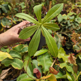 Nepenthes ventricosa x sibuyanensis, BE-3757, pitcher plant, carnivorous plant, collectors plant, large pitchers, rare plants