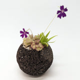 Plant Assortment Pot, Carnivorous Plant Growing Kit with Lava Rock Pot, Pinguicula or Bog