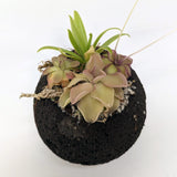 Plant Assortment Pot, Carnivorous Plant Growing Kit with Lava Rock Pot, Pinguicula or Bog