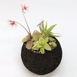 Plant Assortment Pot, Carnivorous Plant Growing Kit with Lava Rock Pot, Pinguicula or Bog